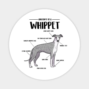 Anatomy of a Whippet Magnet